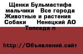 Щенки Бульмастифа мальчики - Все города Животные и растения » Собаки   . Ненецкий АО,Топседа п.